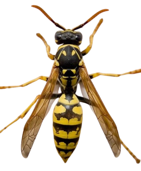 Urgence guêpes frelons Loiret