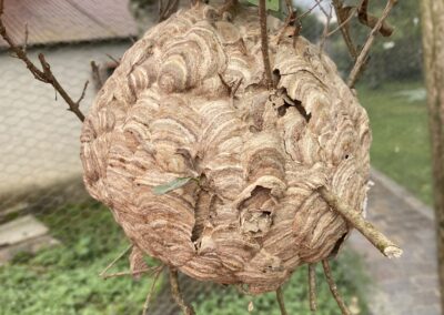 entreprise de deratisation dans le loiret