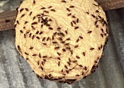 Dératisation urgence