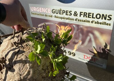 Désinsectisation dans le Loiret
